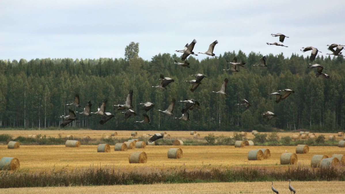 Kurkia lennossa pellon yllä
