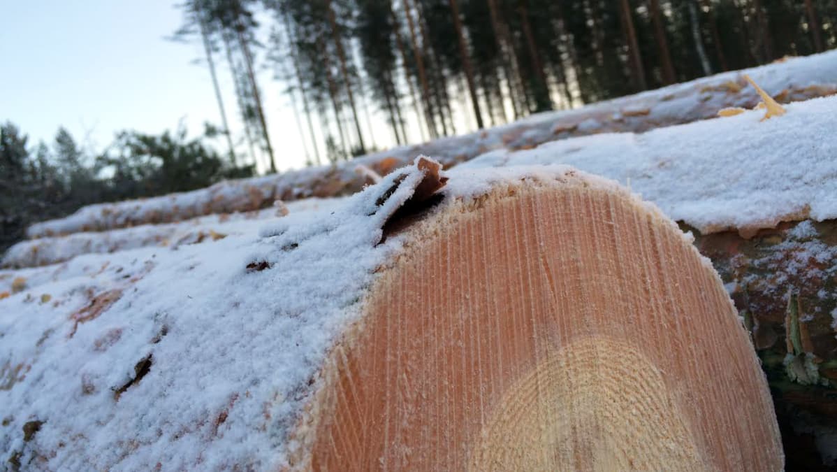 Kaadettuja puita pinossa.