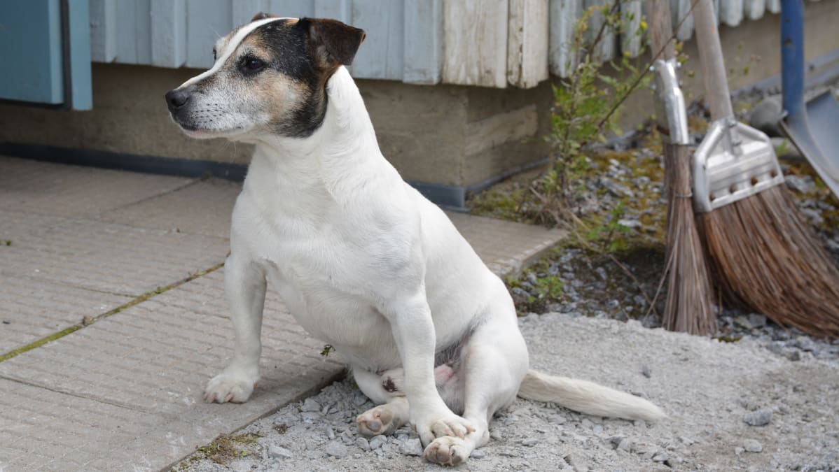 Jackrusselin terrieri Mopo