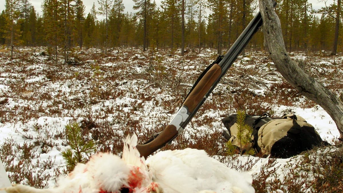 Kaksi ammuttua riekkoa ja haulikko.