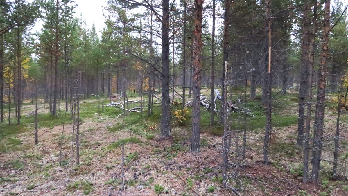 Hirvien kaluamat taimikot ovat Angelin ympäristössä ikävää katseltavaa.