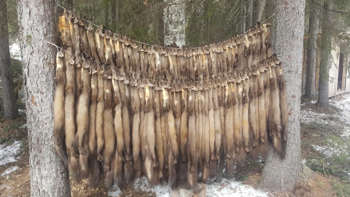 Näädän nahkoja roikkumassa narulla
