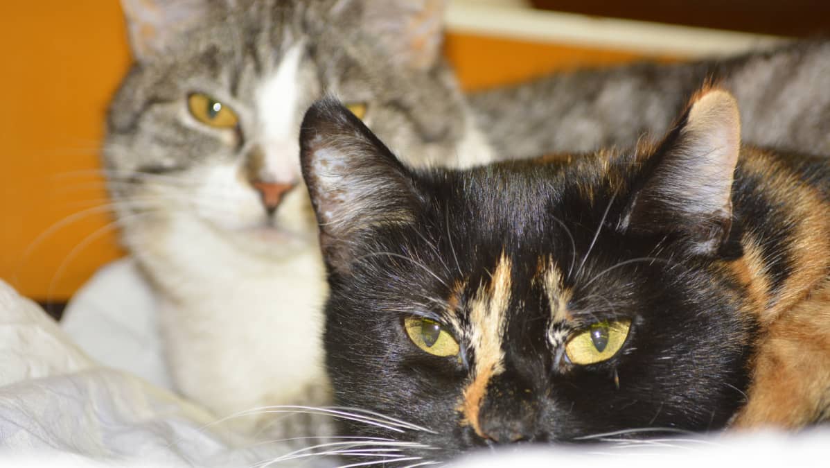 Kissa.