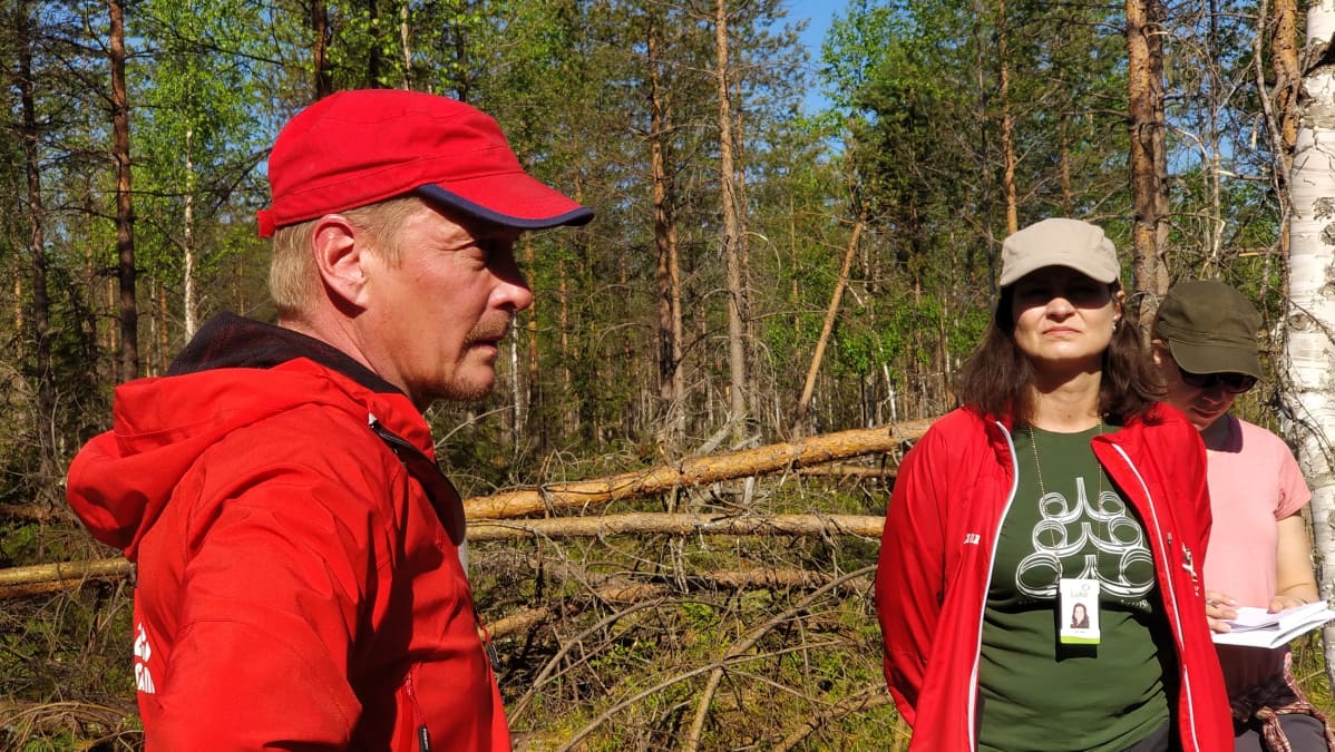 Tykkylumituhoja Kainuun metsissä. Etualalla metsänomistaja Jarmo Tolonen.