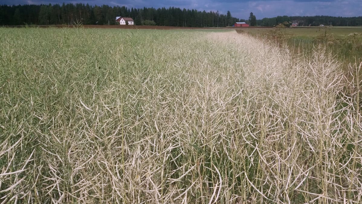 Gammayökkösen tuhoja rapsipellossa.