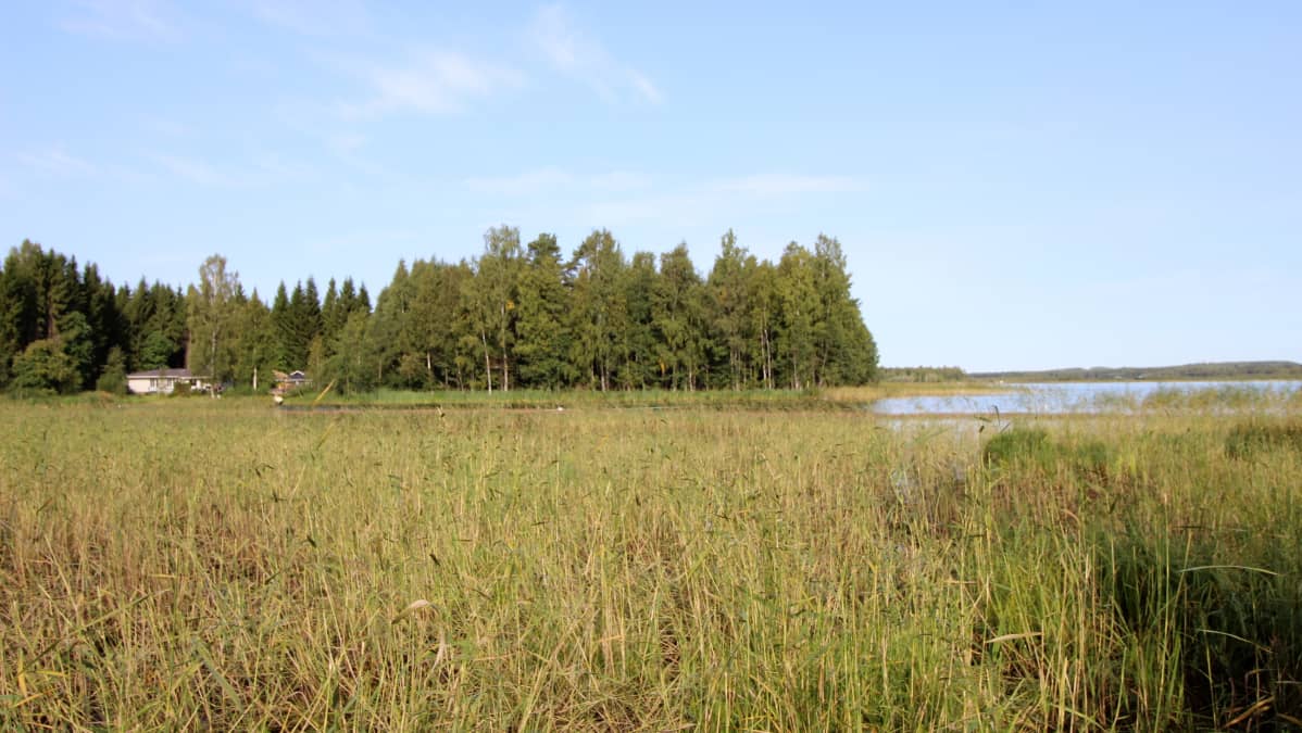 Kaislikkoa Joroisselän rannassa