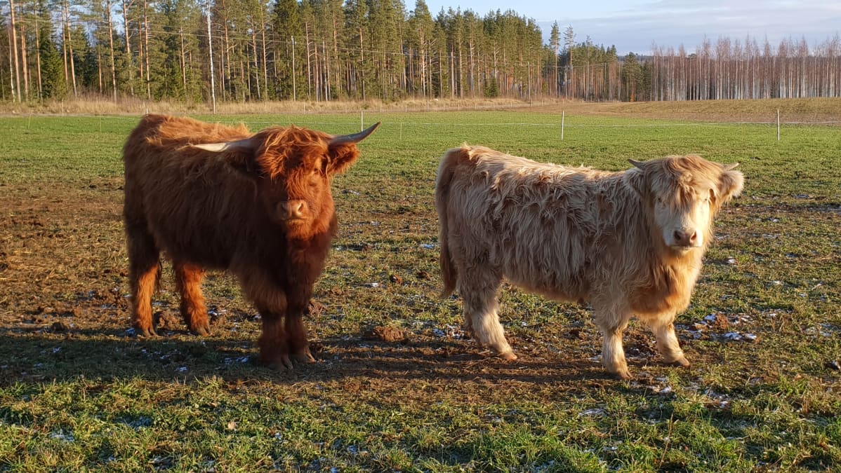 Ylämaankarjaa laitumella