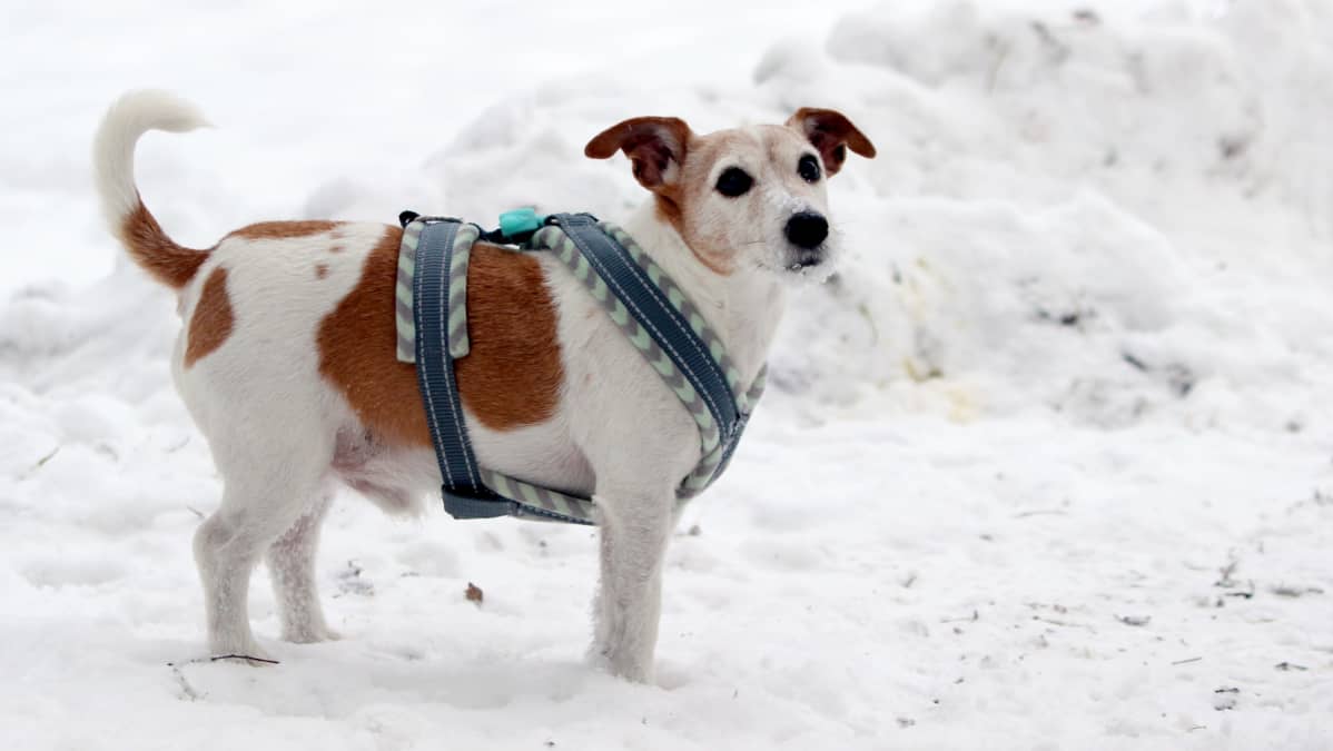 Jackrusselinterrieri Athos