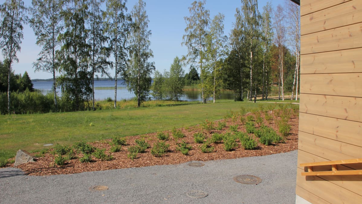Pihaamaata ja koivuja Päijänteen rannalla.