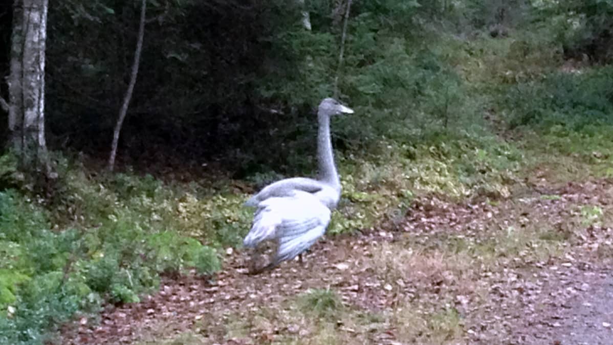 Loukkaantuntu joutsen metsätiellä