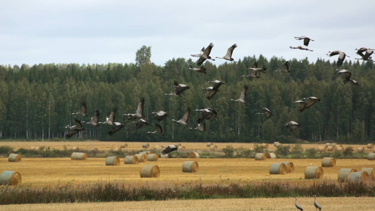 Kurkia lennossa pellon yllä