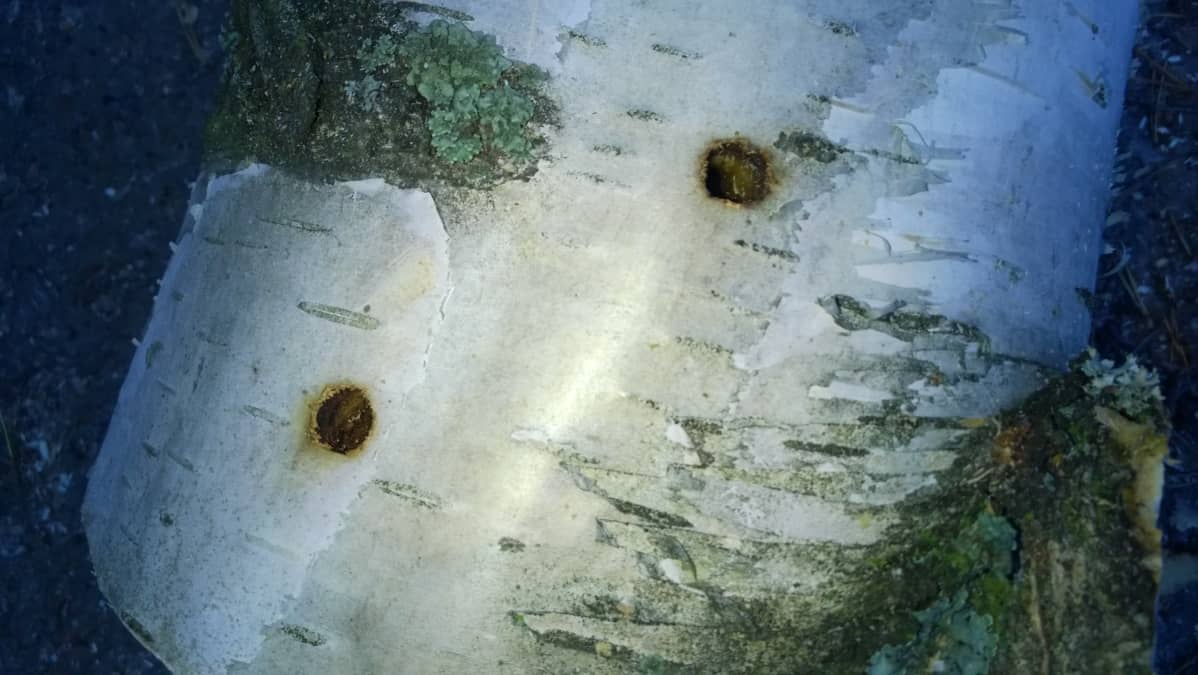 Aasianrunkojäärän tekemiä reikiä Suomessa kasvavassa koivussa.