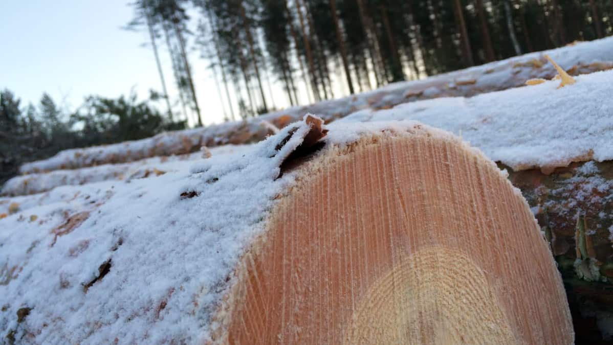 Kaadettuja puita pinossa.