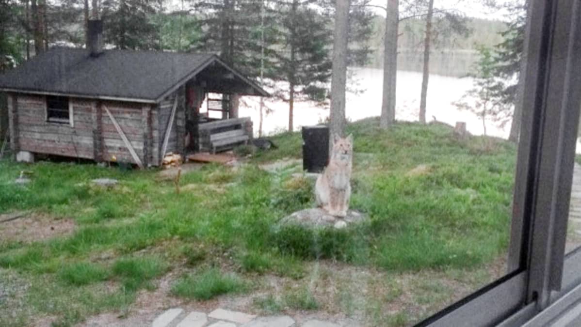 Ilves istuu mökin pihalla Kainuussa.