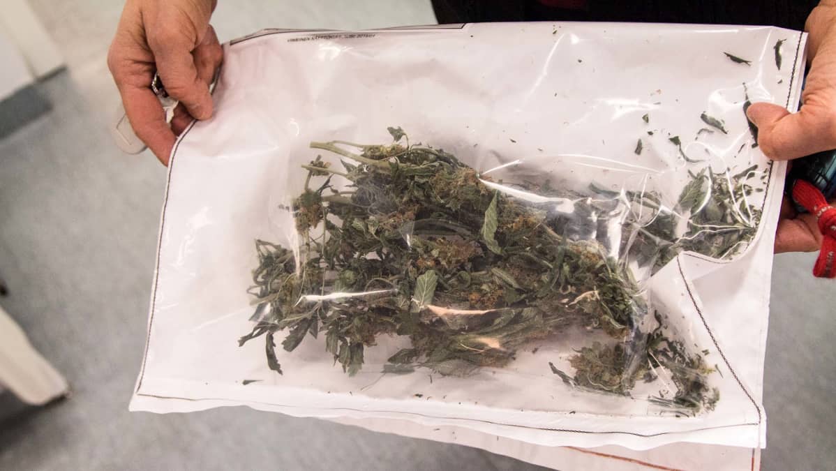 Poliisin takavarikoimaa kannabista