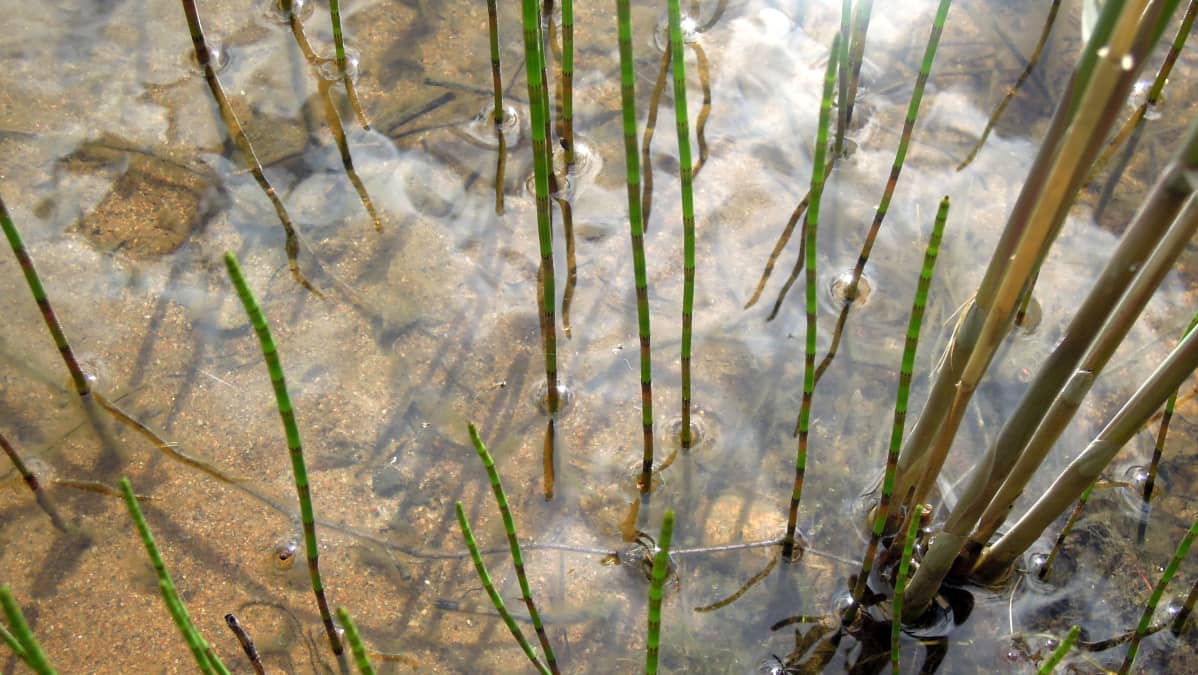 Rantavesi on kirkasta, vaikka järvi on samentunut käsittelyn jälkeen.