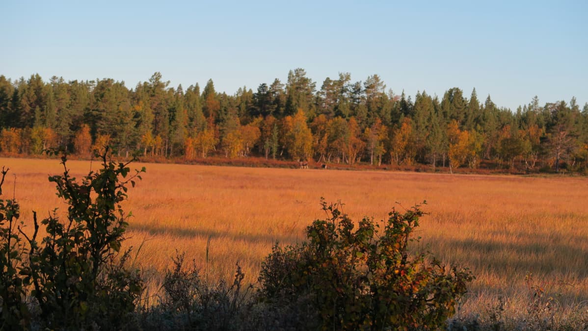 Hirviemä ja vasa ruskamaisemissa Inarin Angelissa.