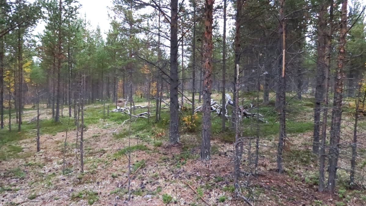 Hirvien kaluamat taimikot ovat Angelin ympäristössä ikävää katseltavaa.