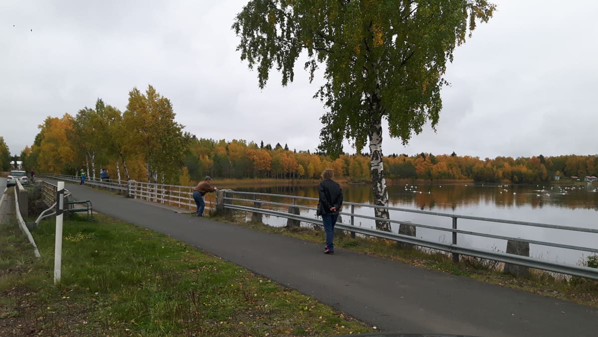 Ihmiset kuvaavat joutsenia.