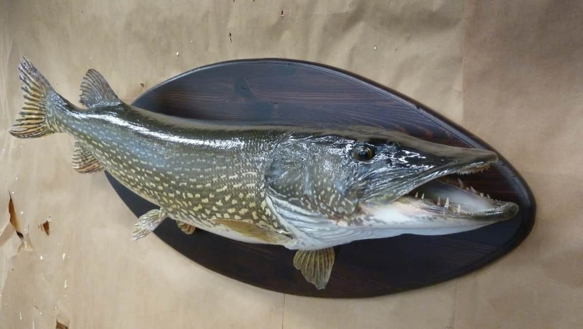 Täytetty hauki