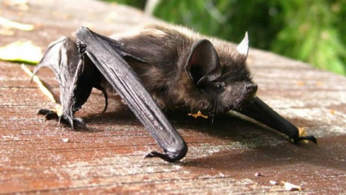 Saunan pesuvadista pelastettu lepakko