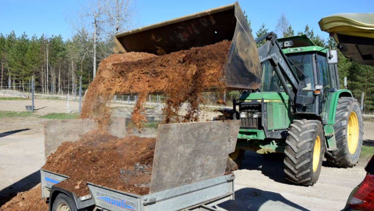 Traktori kippaa hevosenlantaa peräkärryyn