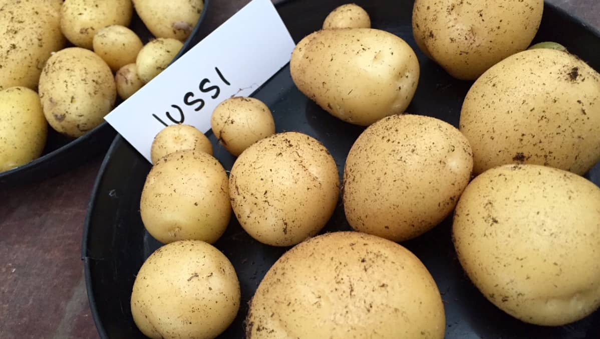 Suomessa kehitetty Jussi -varhaisperuna ponnahti heti perunantuottajien suursuosikiksi.