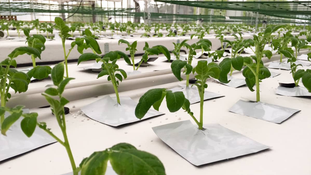 Jussi -perunan taimia kasvatetaan laboratorio-olosuhteissa.