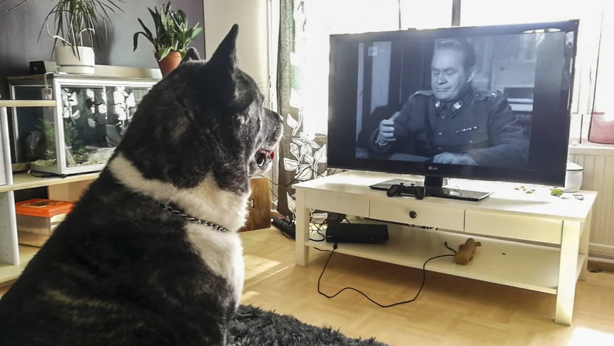 Rokki-niminen koira katsoo vanhaa Suomi-elokuvaa televisiosta.