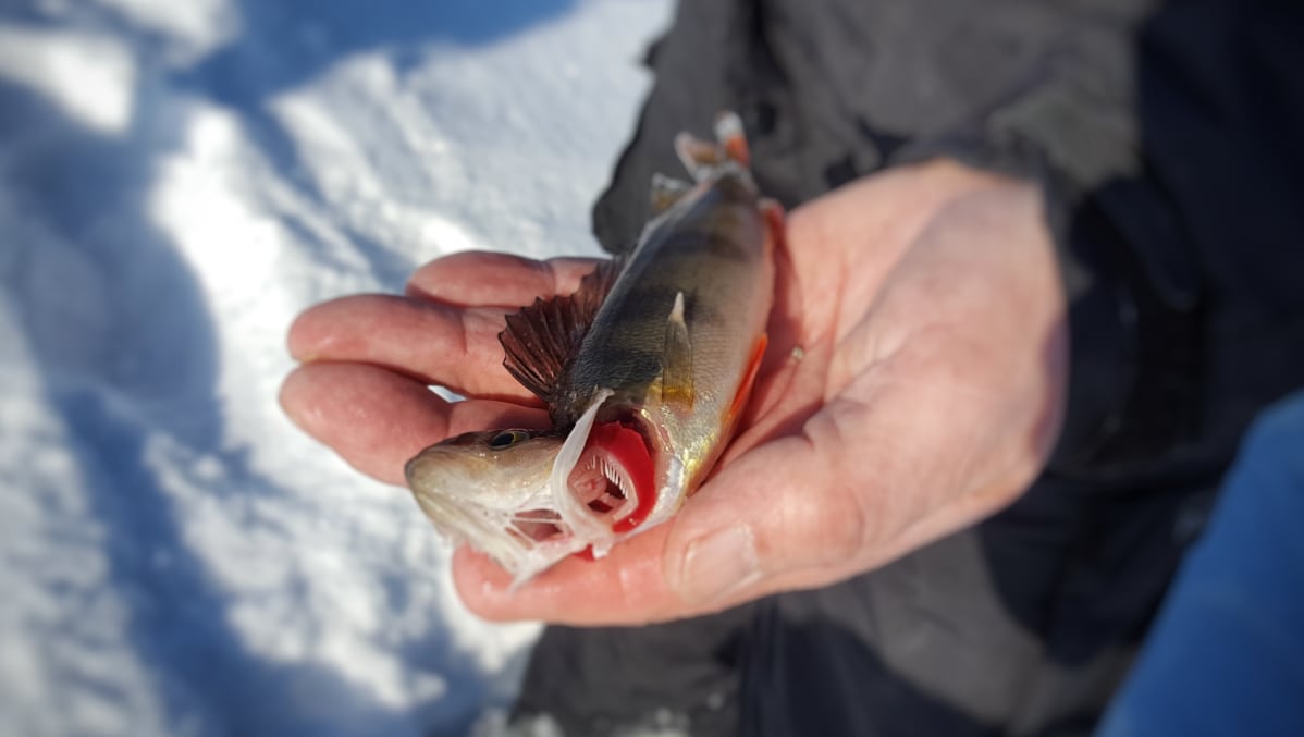 Kala on tapettava, kun se nostetaan pilkkikisoissa avannosta.