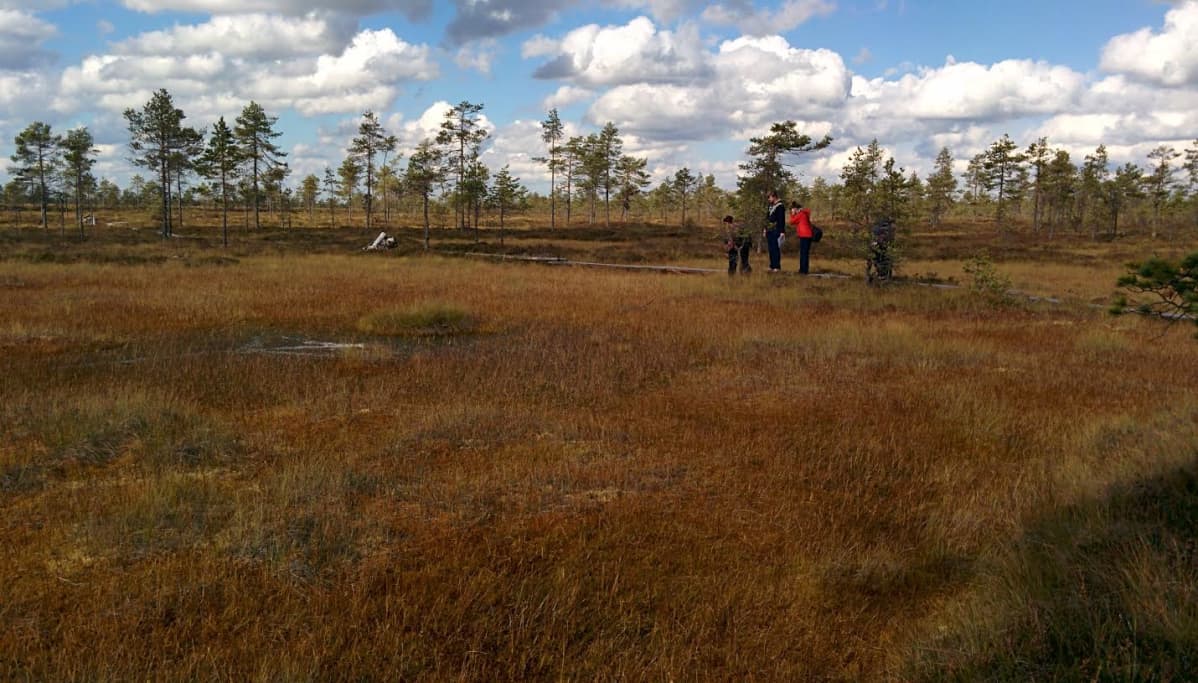 Metsähallituksen työntekijät tähyilevät upeaa suomaisemaa Kauhaneva-Pohjankankaan kansallispuistossa.