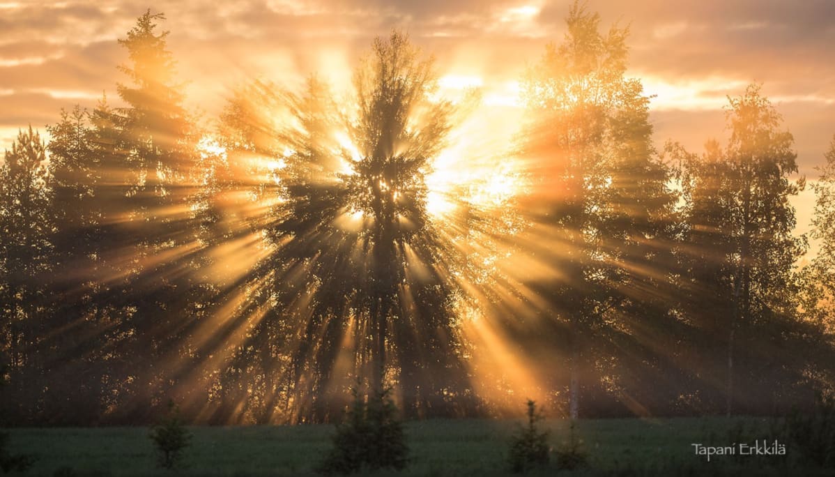 Auringonsäteet puiden takana