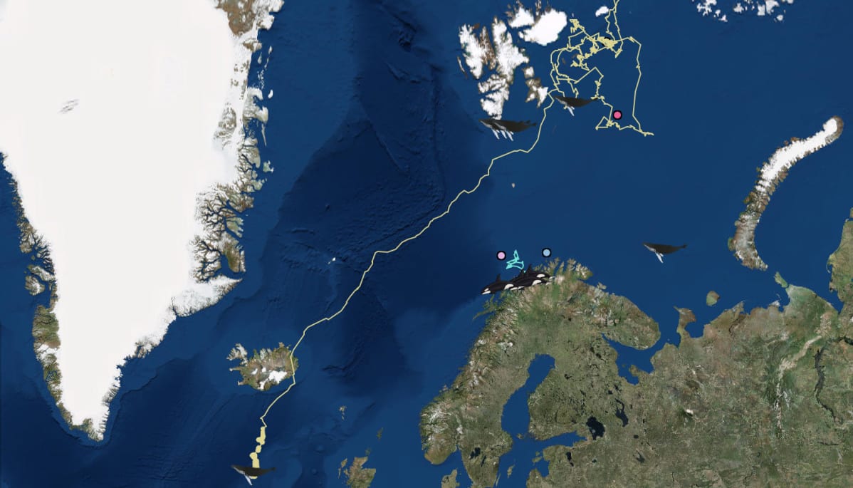 Yksi satelliittivalaista näyttää olevan suoraviivaisesti matkalla lisääntymisalueelle Karibian korkeudelle.