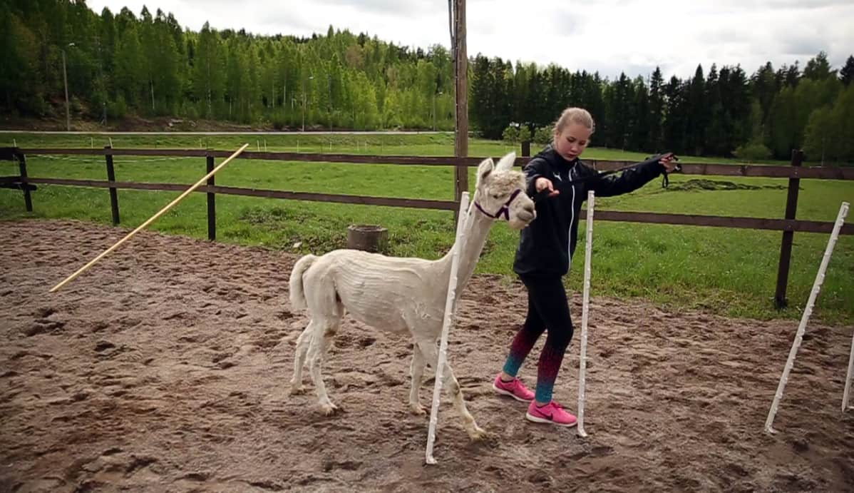 Nora Wikström ohjaa Olli-alpakkaa läpi pujottelurastin.