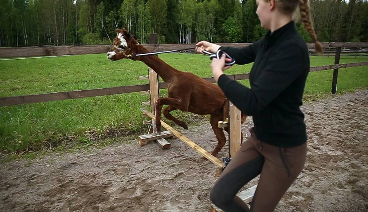 Jessika Tarhonen ohjaa Ukko-alpakan yli esteeen.