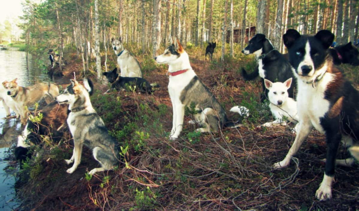 Huskykoiralauma istuksii metsälammen rannalla