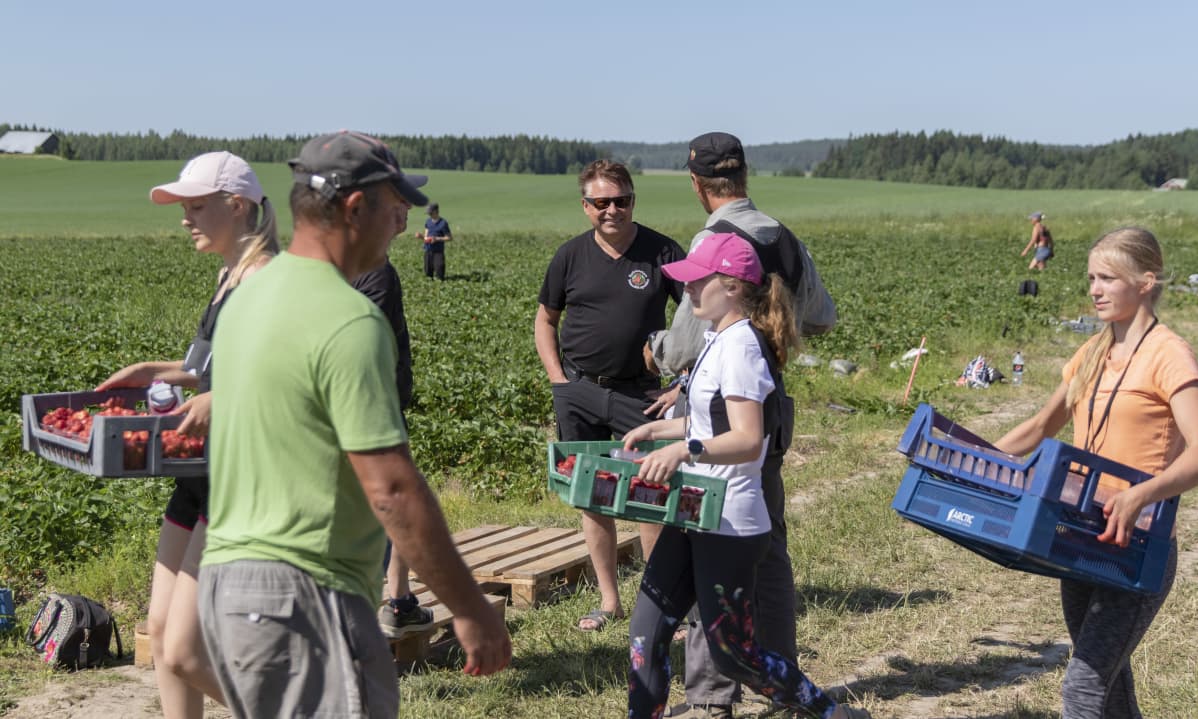 Vesa Koivistoinen keskustelee työntekijöiden kanssa pellon laidalla. Etualalla toiset työntekijät kuljettavat mansikkalaatikoita.