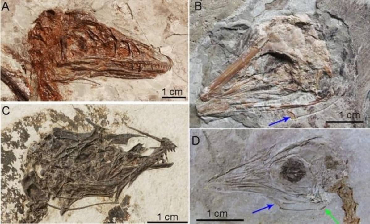 Neljä kuvaa fossiloituneista dinosauruksenpäistä.