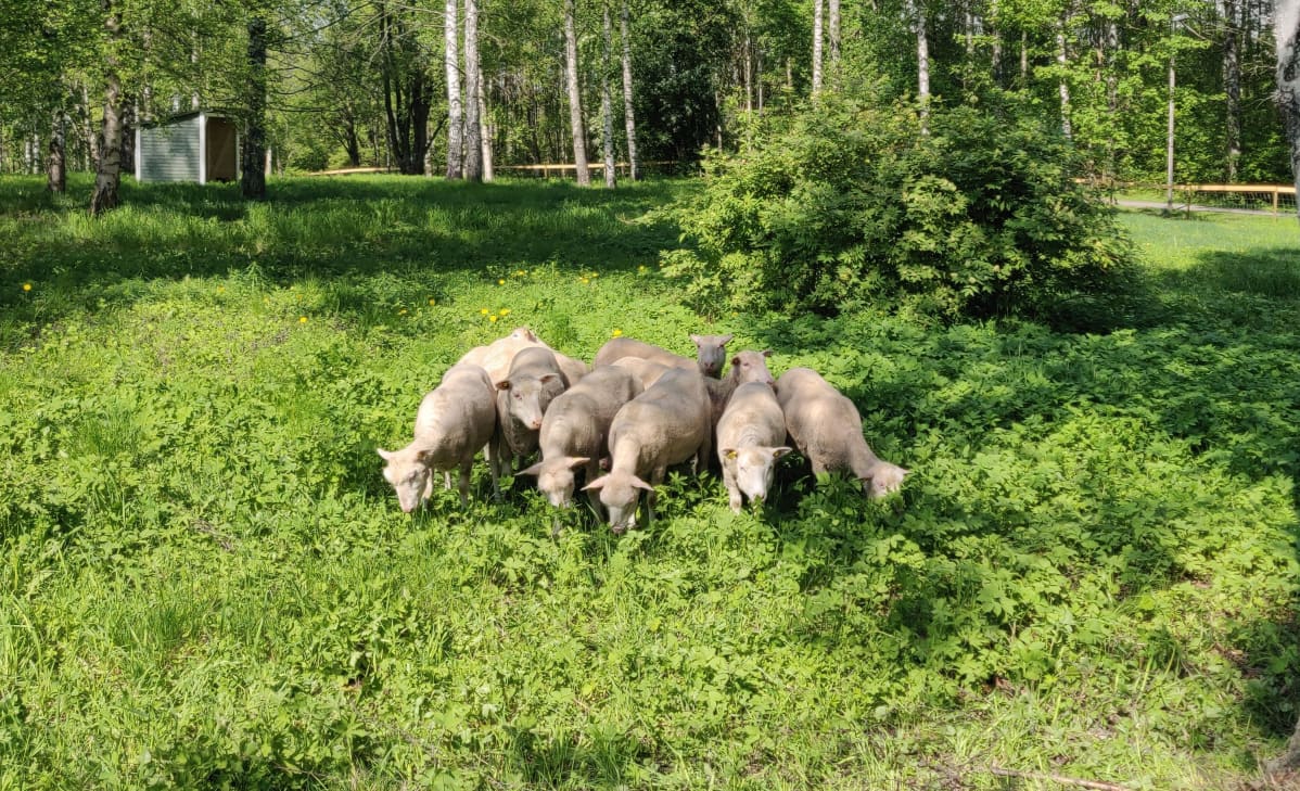 Lampaita laitumella syömässä
