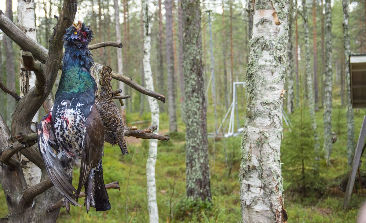 metso teeri metsästys metsäkanalinnut