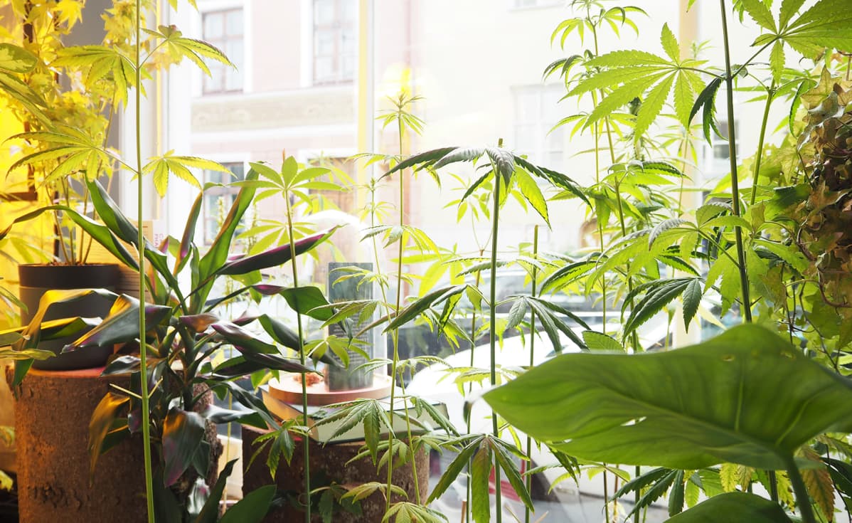 Tallinnan vanhassa kaupungissa sijaitsevan Sativa Storen näyteikkuna on täynnä hamppukasveja.
