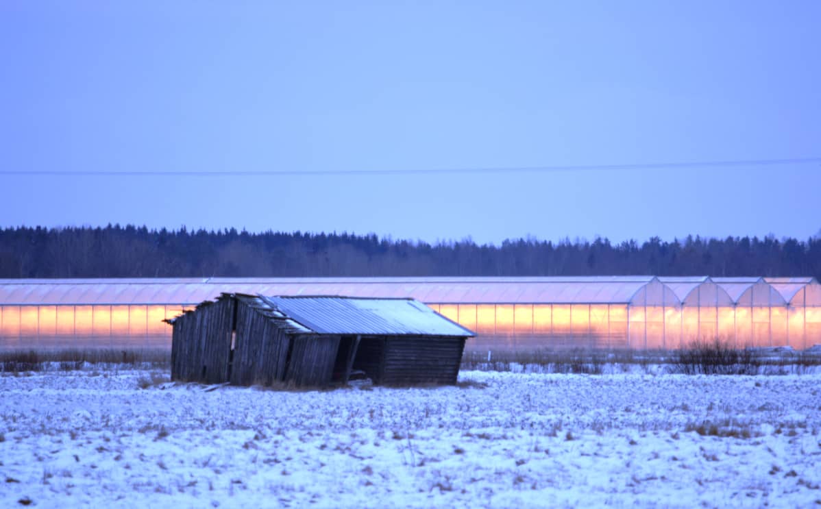 Kasvishuone Närpiössä pellolla