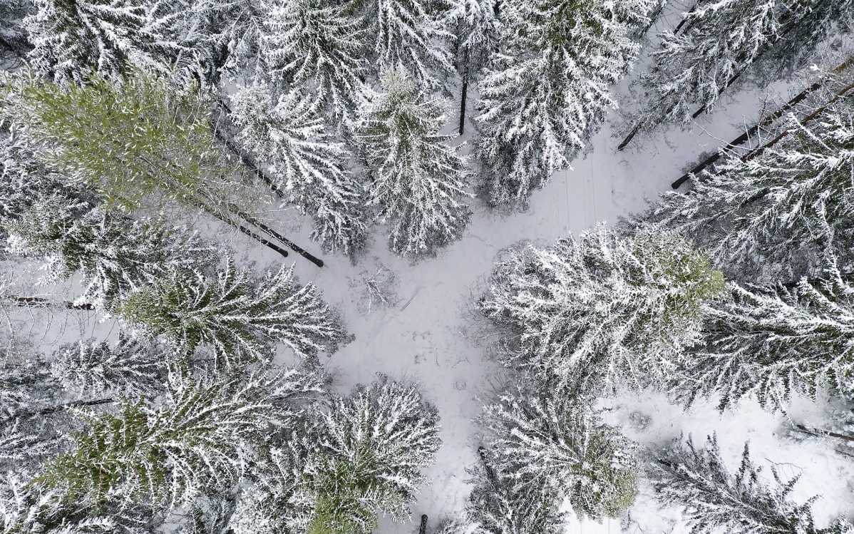 metsää ilmakuvassa