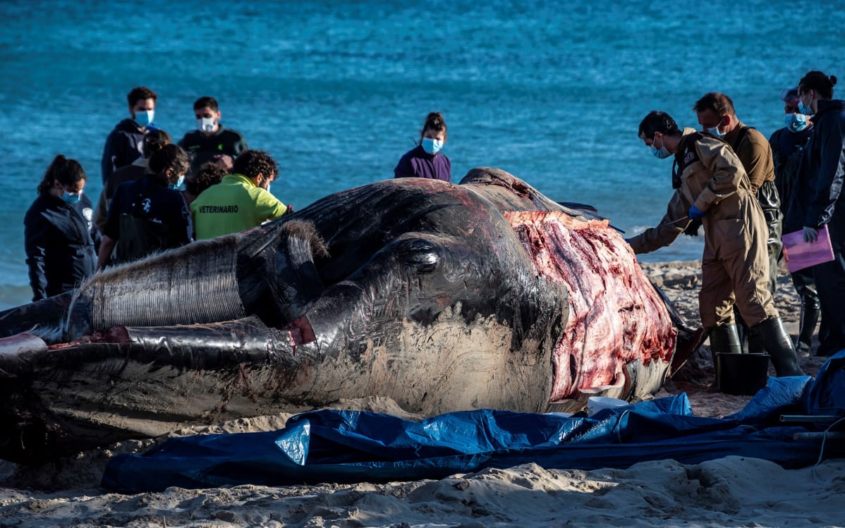 Tutkijat operoivat kuolleen sillivalaan kimpussa Mallorcalla 28. tammikuuta.