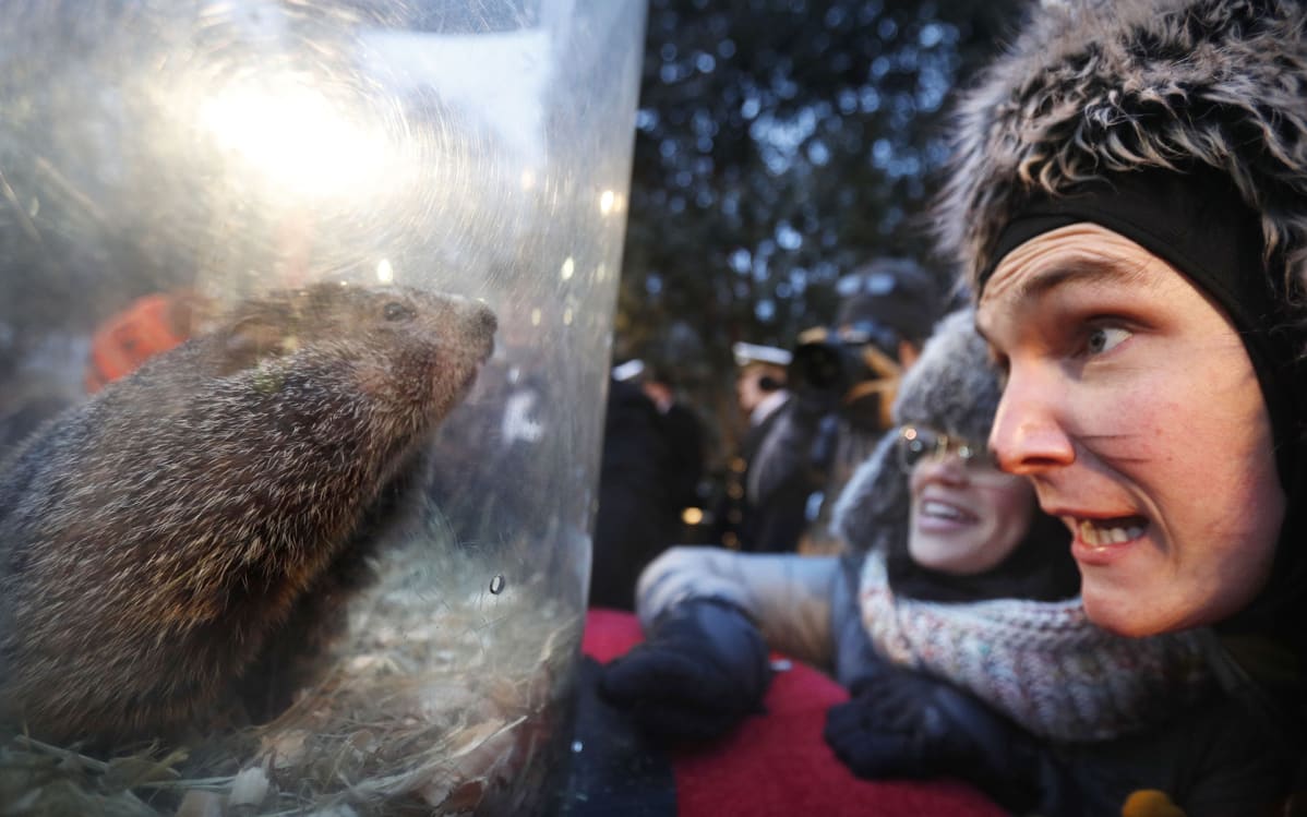 Punxsutawney Phil -sääennustajamurmeli