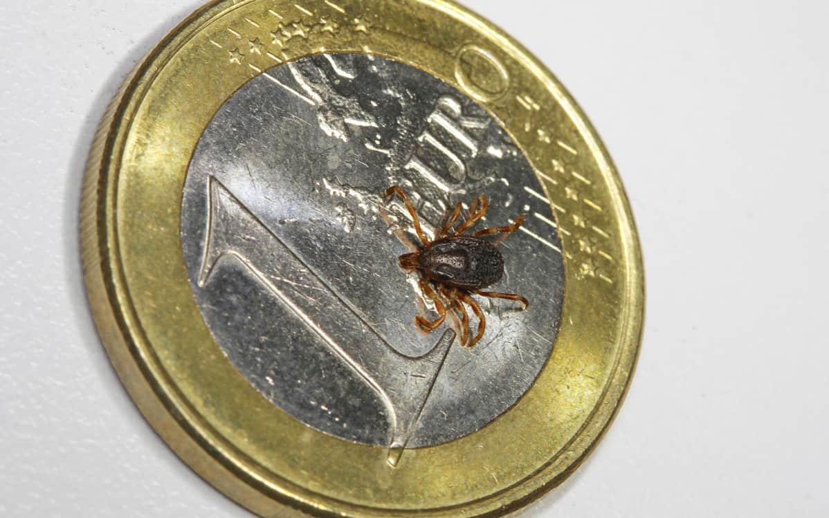 Hyalomma marginatum -punkki euron kolikon päällä