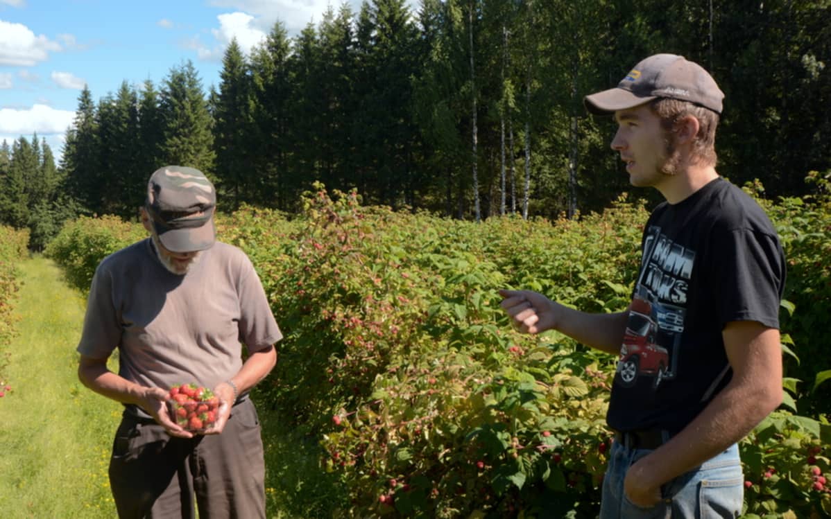 Vadelmanviljelijät, Suonenjoen Selänteen tilan entinen isäntä Antero Paananen ja Anteron poika Timo