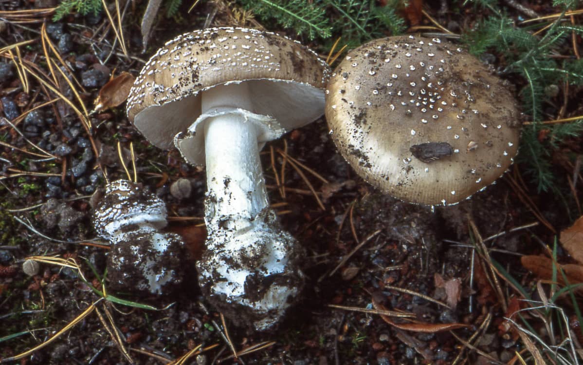 Kolme pantterikärpässientä.