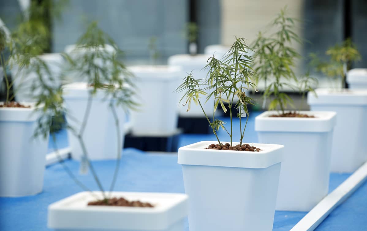 Kannabiskasveja ruukuissa.