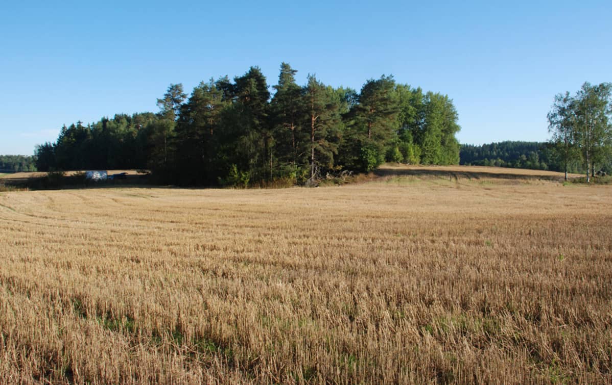 Pelto ja metsäsaareke.